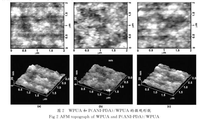 ＷＰＵＡ 和 Ｐ （ ＡＮＩ － ＰＤＡ ）／ ＷＰＵＡ 的微观形貌