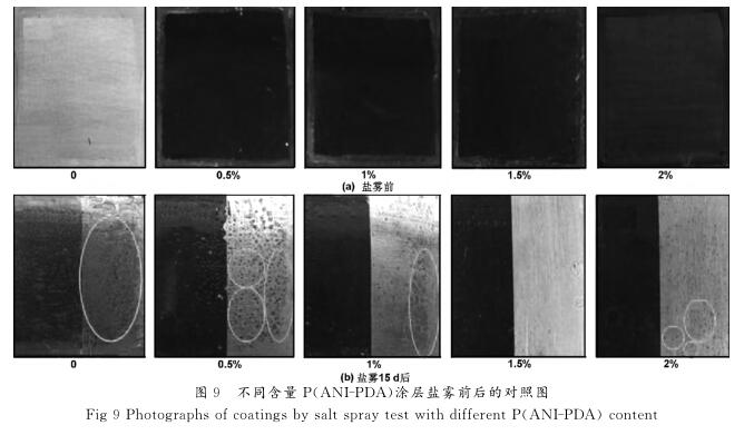  不同含量Ｐ （ ＡＮＩ － ＰＤＡ ）涂层盐雾前后的对照图