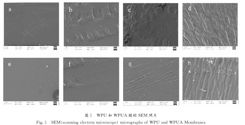 ＷＰＵ 和 ＷＰＵＡ 膜的 ＳＥＭ 照片